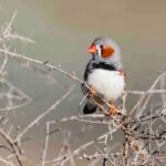 Noise Pollution Poses Threat to Avian Hatchlings, Study Finds