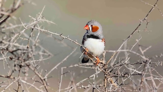 Noise Pollution Poses Threat to Avian Hatchlings, Study Finds