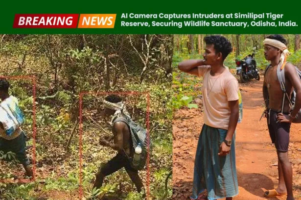 AI Camera Captures Intruders at Similipal Tiger Reserve, Securing Wildlife Sanctuary, Odisha, India