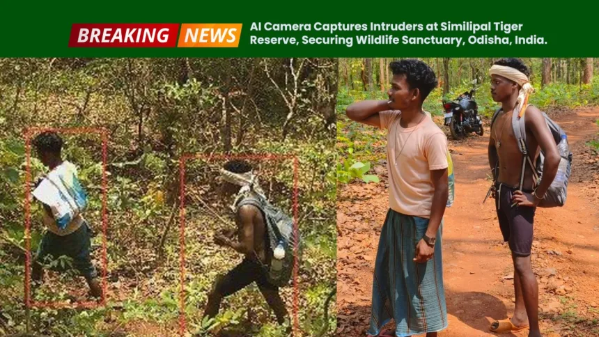 AI Camera Captures Intruders at Similipal Tiger Reserve, Securing Wildlife Sanctuary, Odisha, India