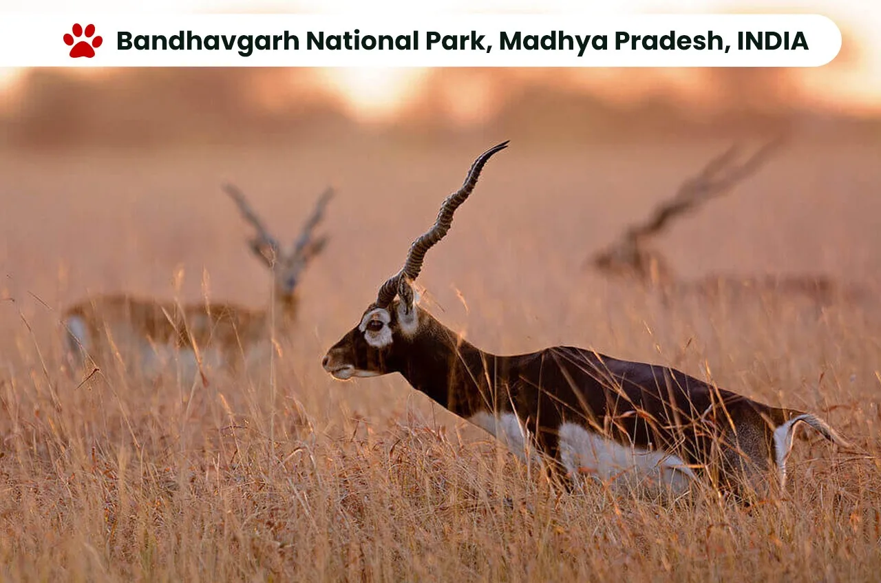 Top 10 National Parks in India: Exploring the Wilderness. 7 Bandhavgarh N ational Park, Madhya Pradesh, INDIA