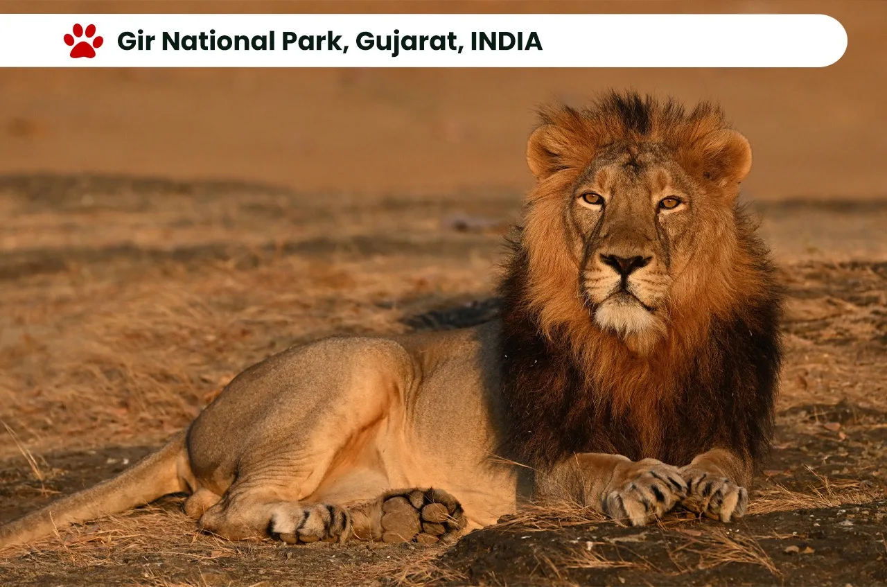 Top 10 National Parks in India: Exploring the Wilderness. 8 Gir National Park, Gujarat, INDIA