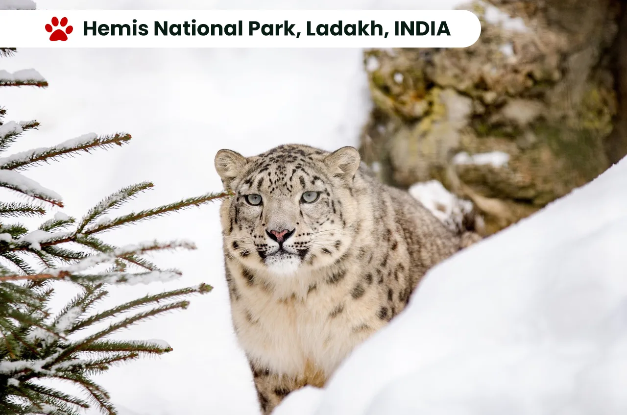 Hemis National Park, Ladakh, INDIA