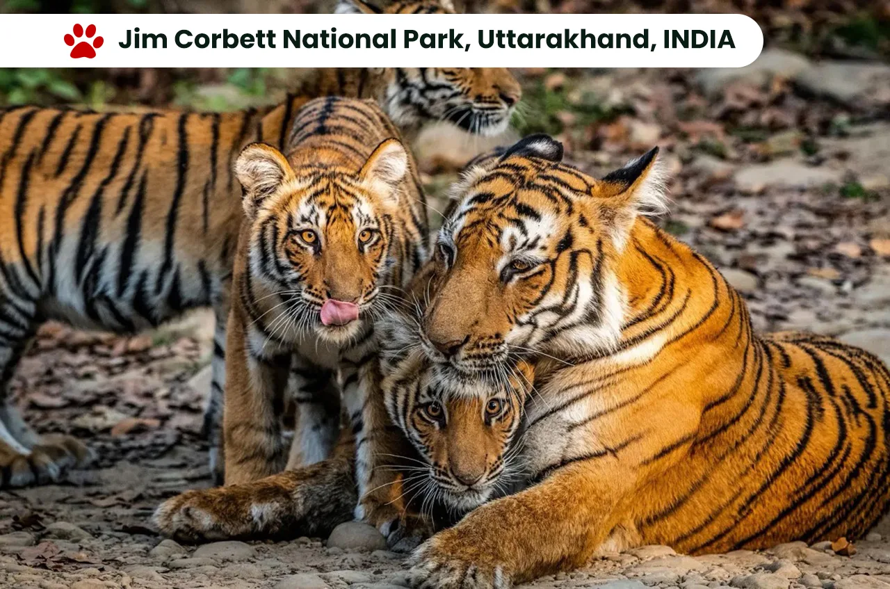Top 10 National Parks in India: Exploring the Wilderness. 10 Jim Corbett National Park, Uttarakhand, INDIA