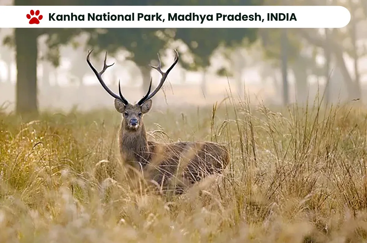 Top 10 National Parks in India: Exploring the Wilderness. 11 Kanha National Park, Madhya Pradesh, INDIA
