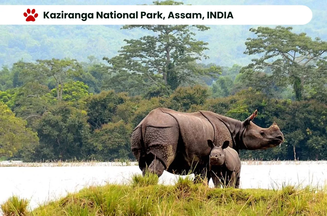 Top 10 National Parks in India: Exploring the Wilderness. 13 Kaziranga National Park, Assam, INDIA