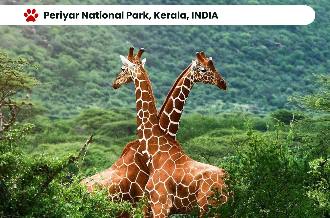 Top 10 National Parks in India: Exploring the Wilderness. 12 Periyar National Park, Kerala, INDIA