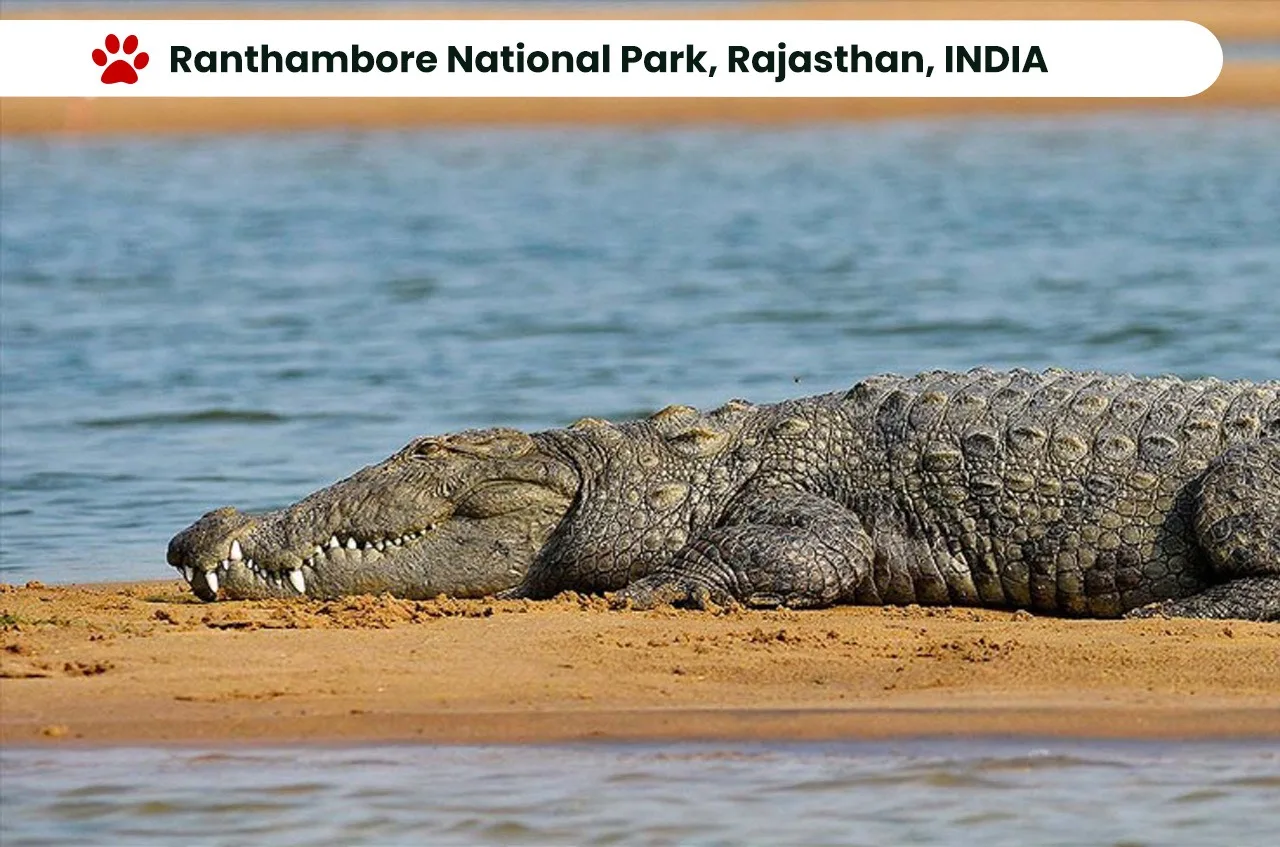 Top 10 National Parks in India: Exploring the Wilderness. 9 Ranthambore National Park, Rajasthan, INDIA