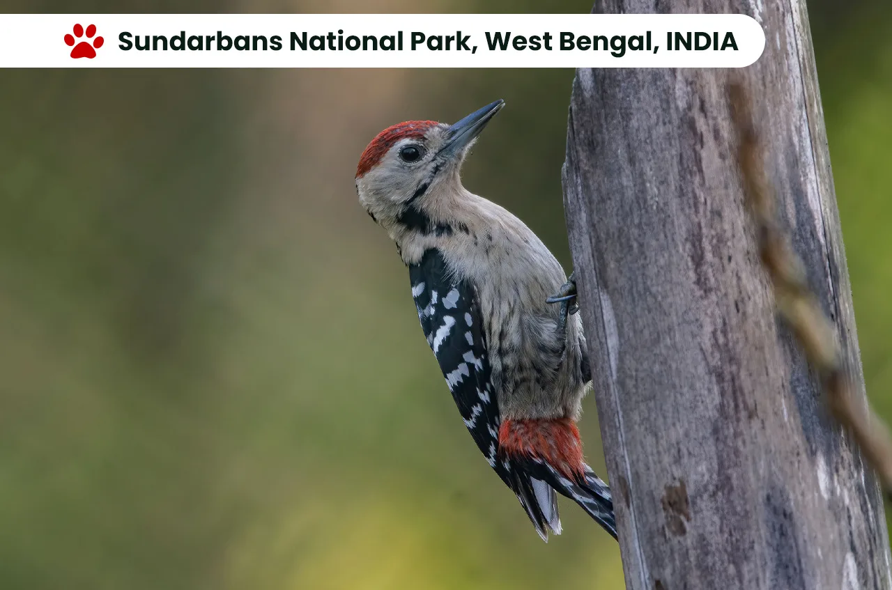 Top 10 National Parks in India: Exploring the Wilderness. 6 Sundarbans National Park, West Bengal, INDIA