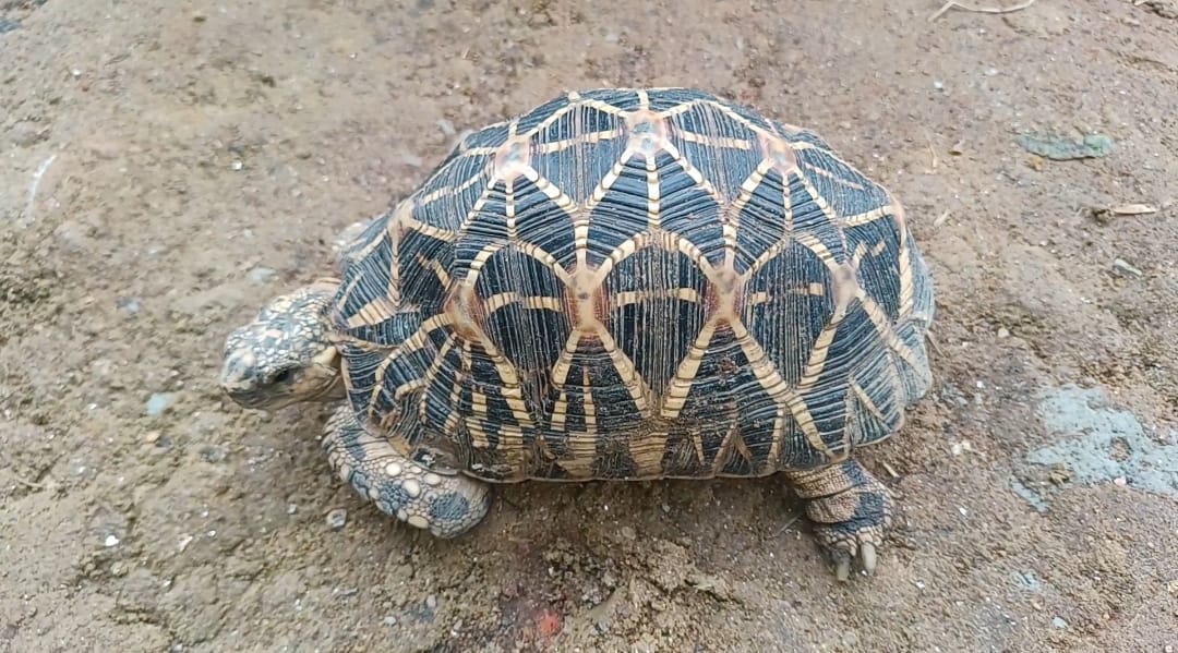 Rare and Endangered Indian Star Tortoise Safely Handed Over to Odisha Forest Department by team Ashushri Creations-1