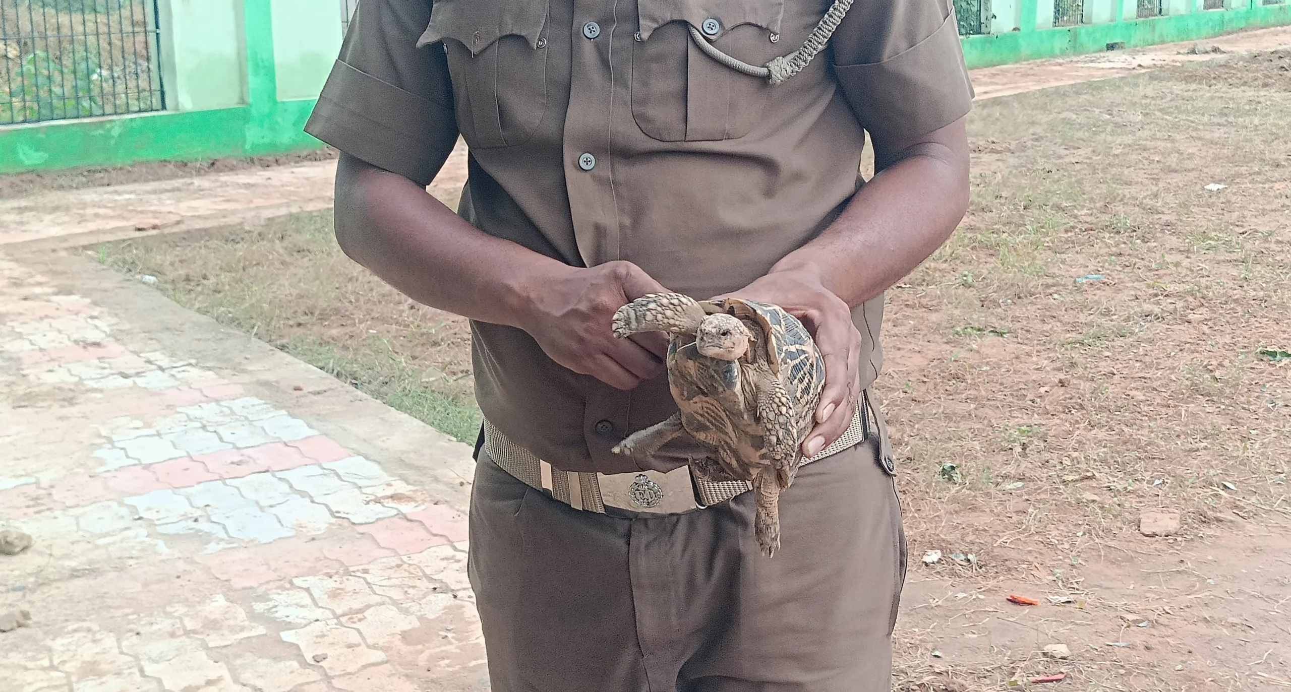 Rare and Endangered Indian Star Tortoise Safely Handed Over to Odisha Forest Department by team Ashushri Creations-2