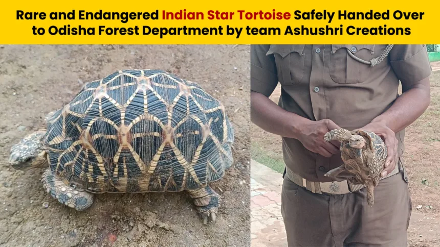 Rare and Endangered Indian Star Tortoise Safely Handed Over to Odisha Forest Department by team Ashushri Creations